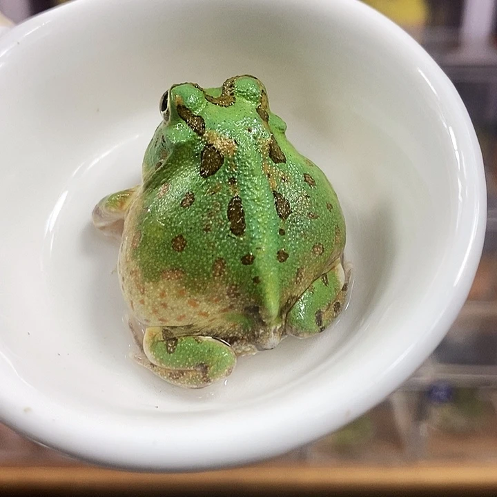 角蛙946号波子角蛙