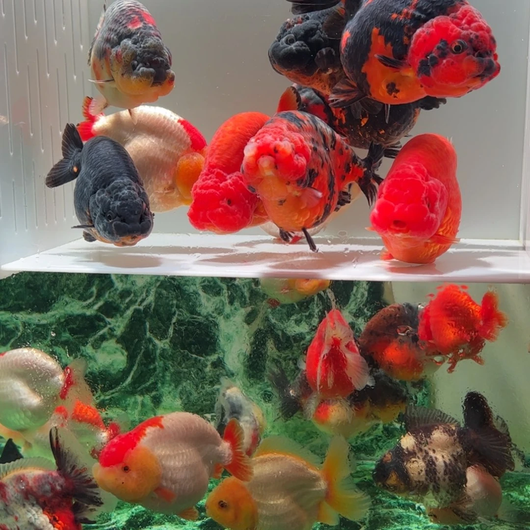 金鱼霸气麒麟特色