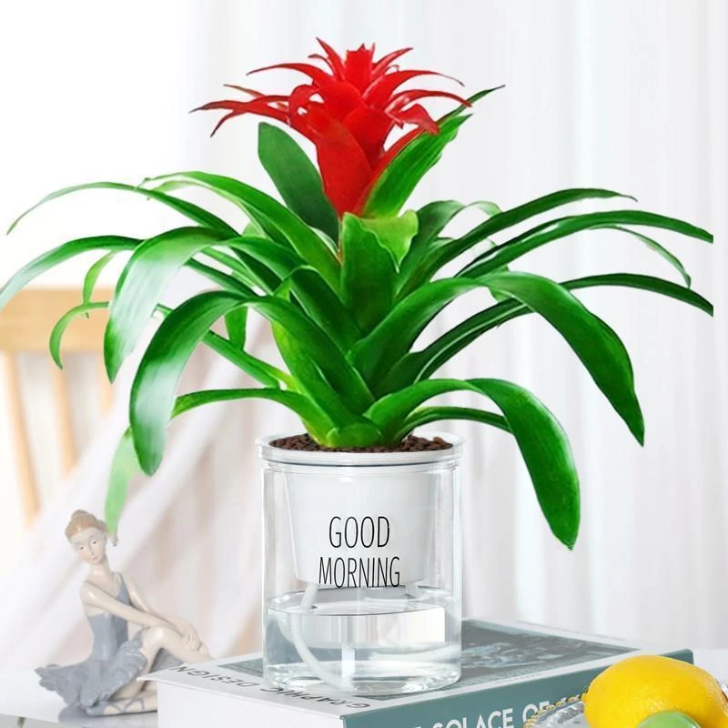 除甲醛鸿运当头水培盆栽客厅懒人凤梨花卉植物开花绿植室内四季