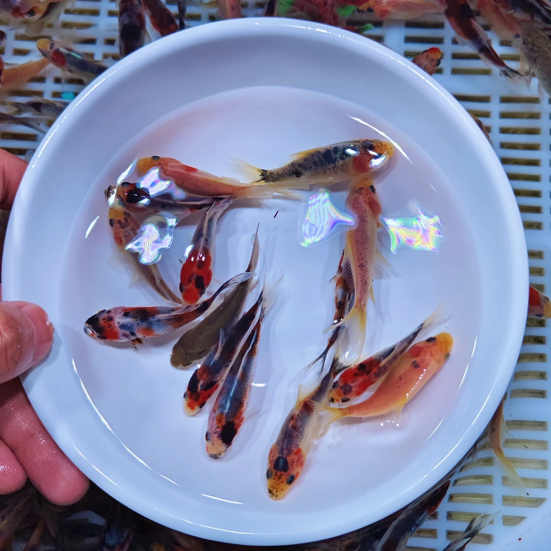 兰花金鱼冷水观赏鱼5-7cm 17条好养温顺可混养花色随机