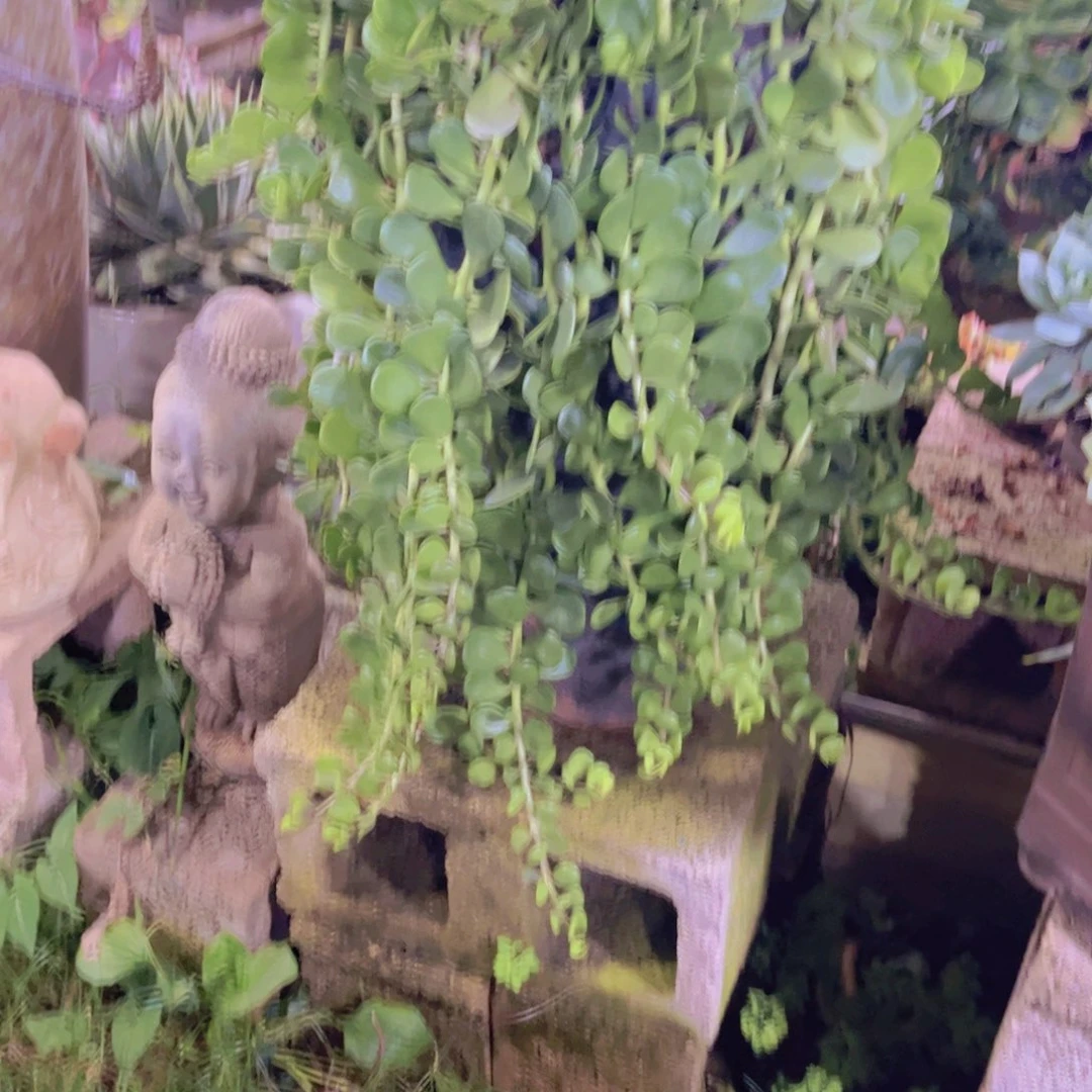 贵***金多肉植物保护研究所所长