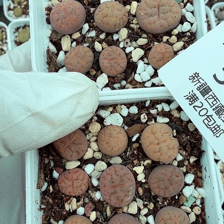 你也快回来吃饭哦么556是