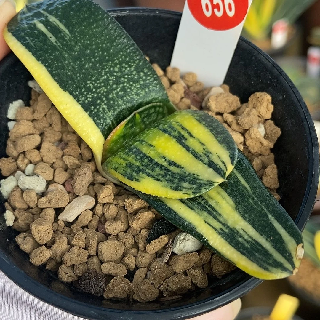 656卧牛实生锦带盆发货