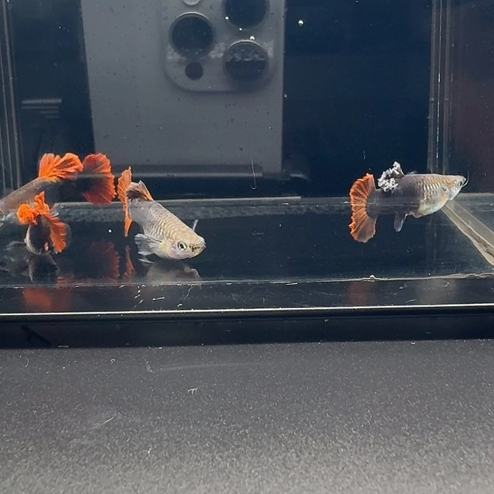 海水鱼牡丹精品2对