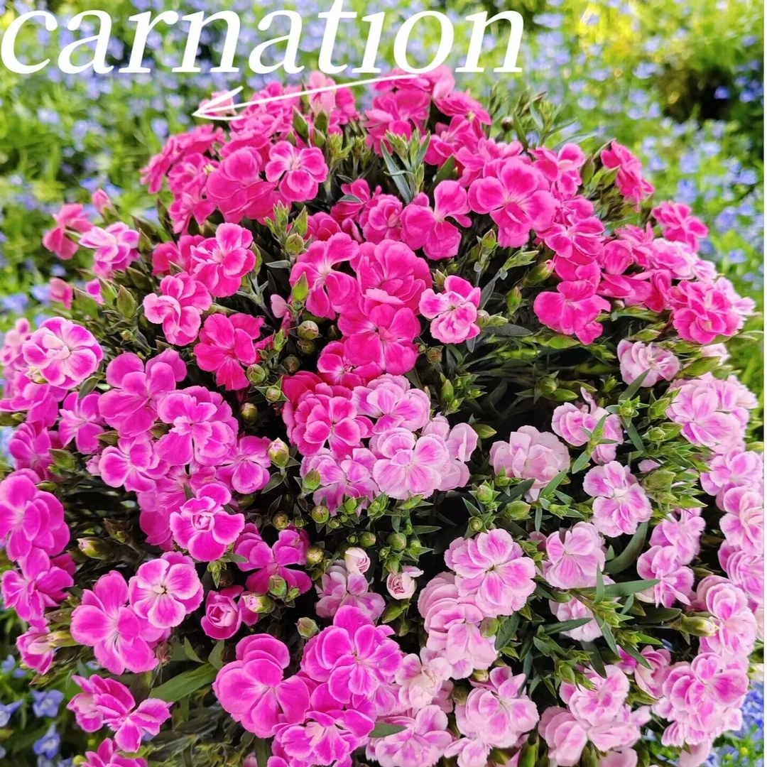 甜心系列混色康乃馨盆栽花卉阳台新手易养护带花苞发货