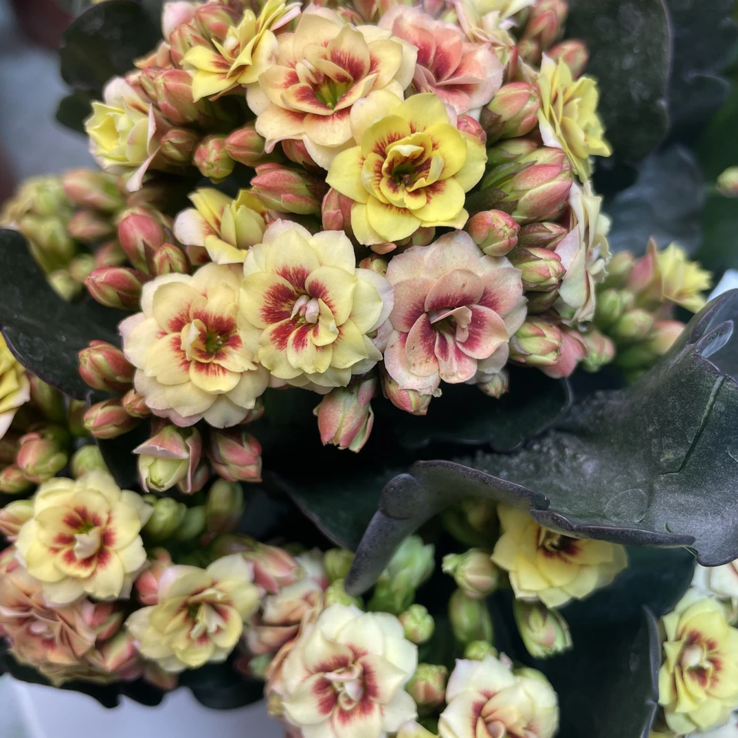 【奶油猫眼】重瓣110盆长寿花