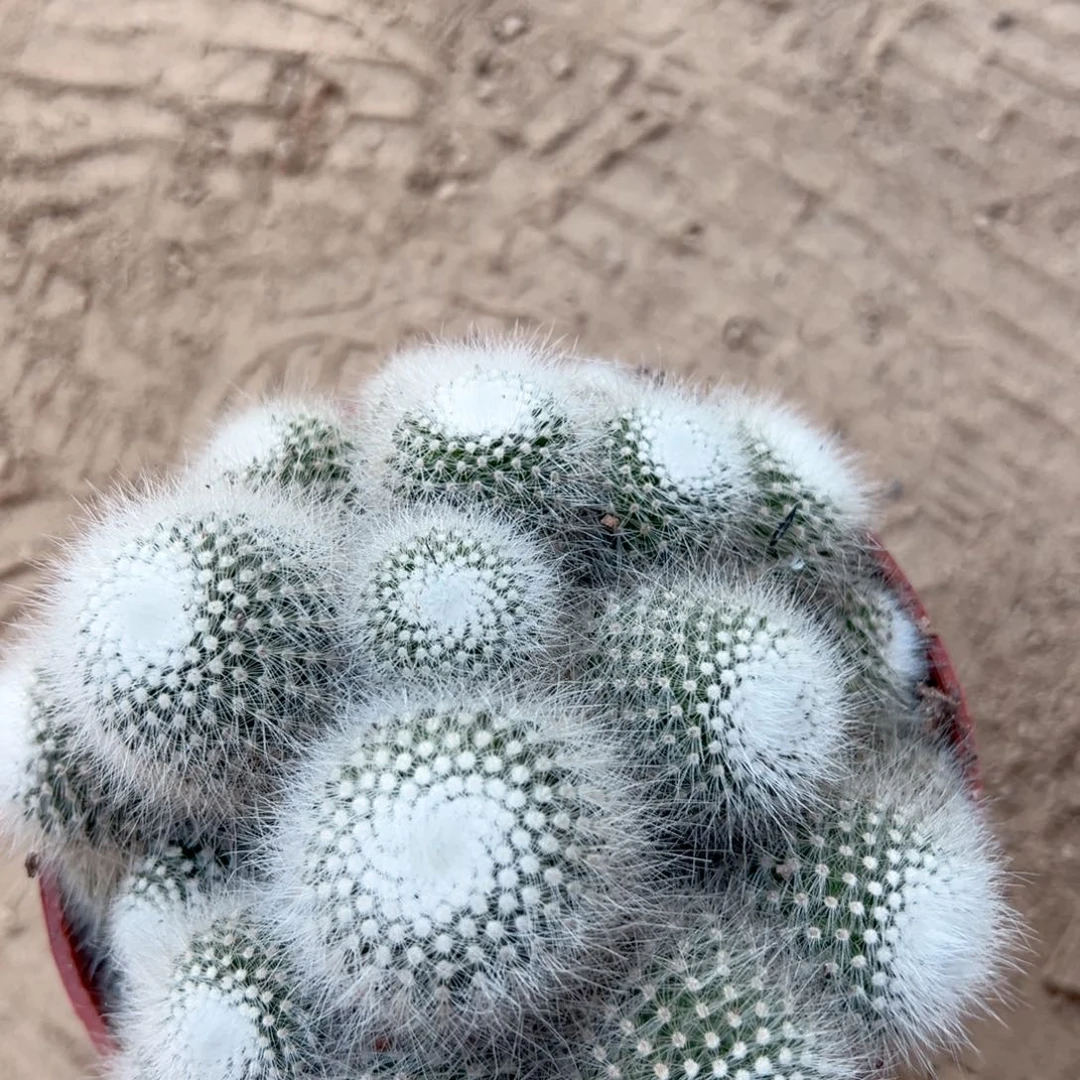 *****零零落落 零零落落