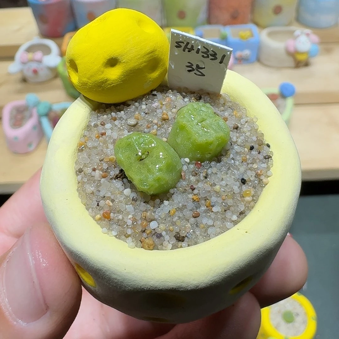 红陶蘑菇451烧麦