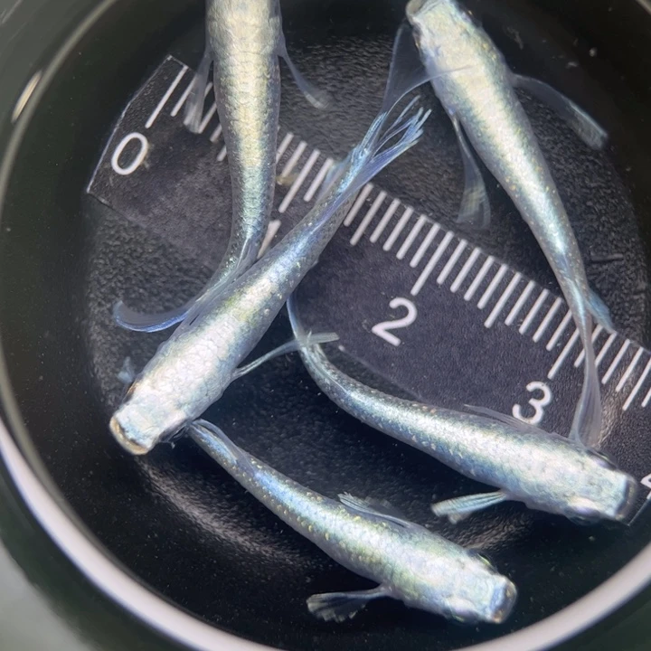 海水鱼天使5号青鳉