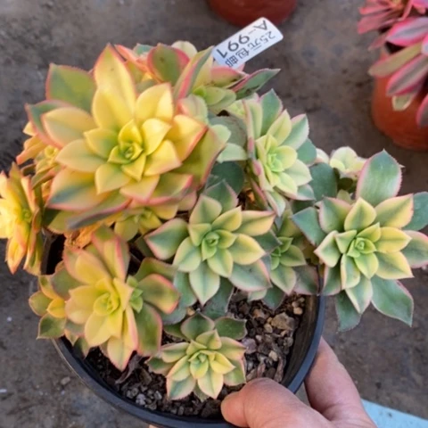 991艳日辉满25包邮多肉