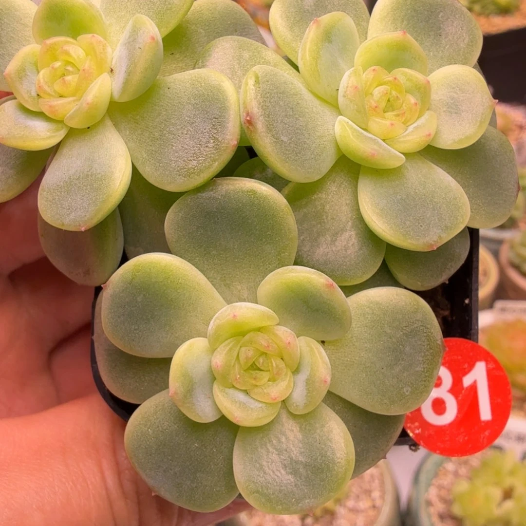 81号西米鹿一物一拍