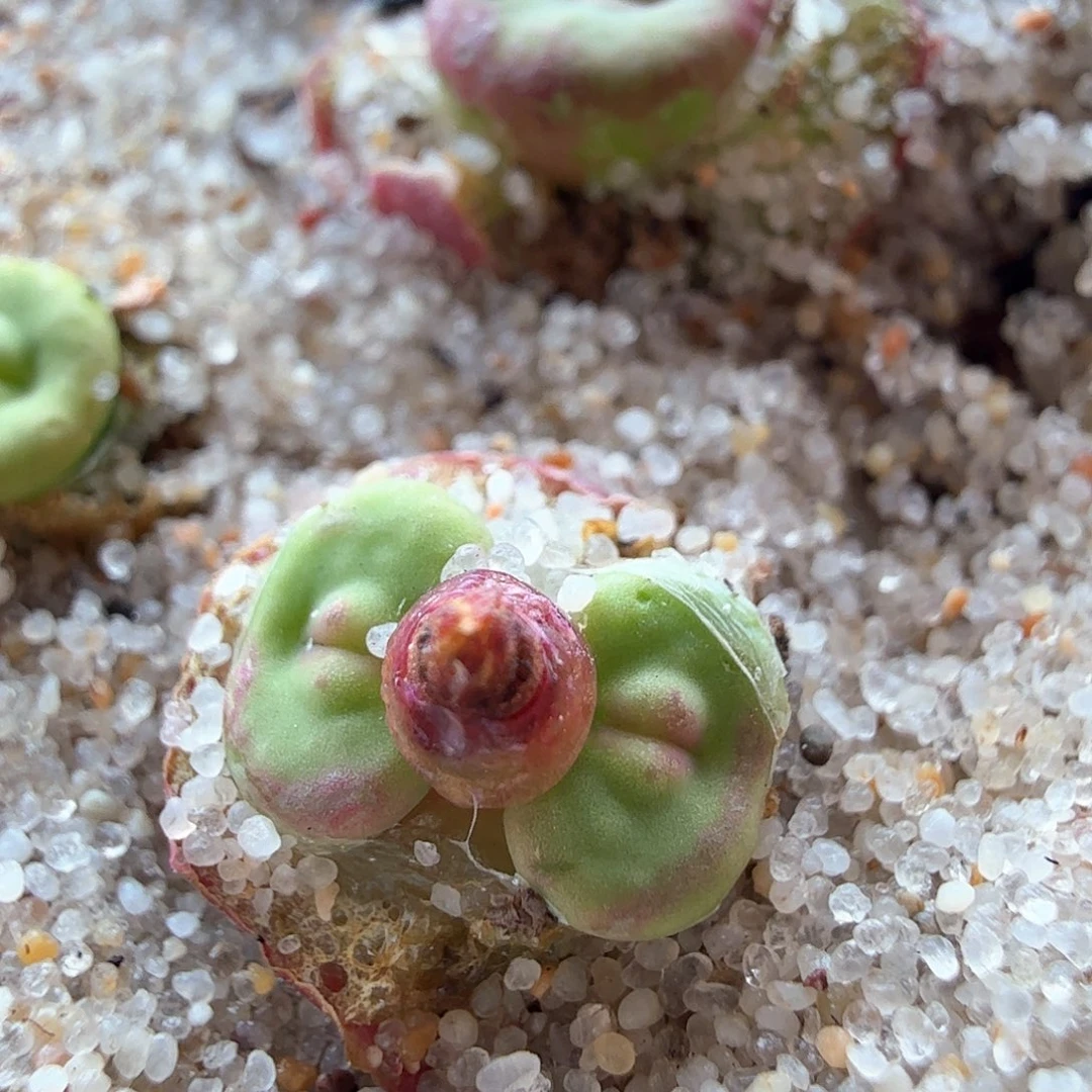 ?****?2.20.65/Se小红嘴新头/尺寸小/多肉植物