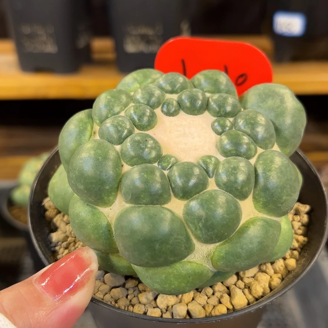 汤圆植物无刺象牙漂亮