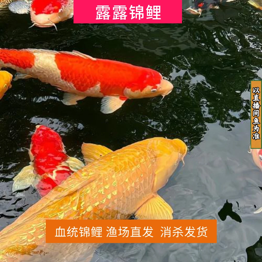 【17-20cm9条装】红白大正茶鲤空鲤落叶混搭观赏冷水锦鲤