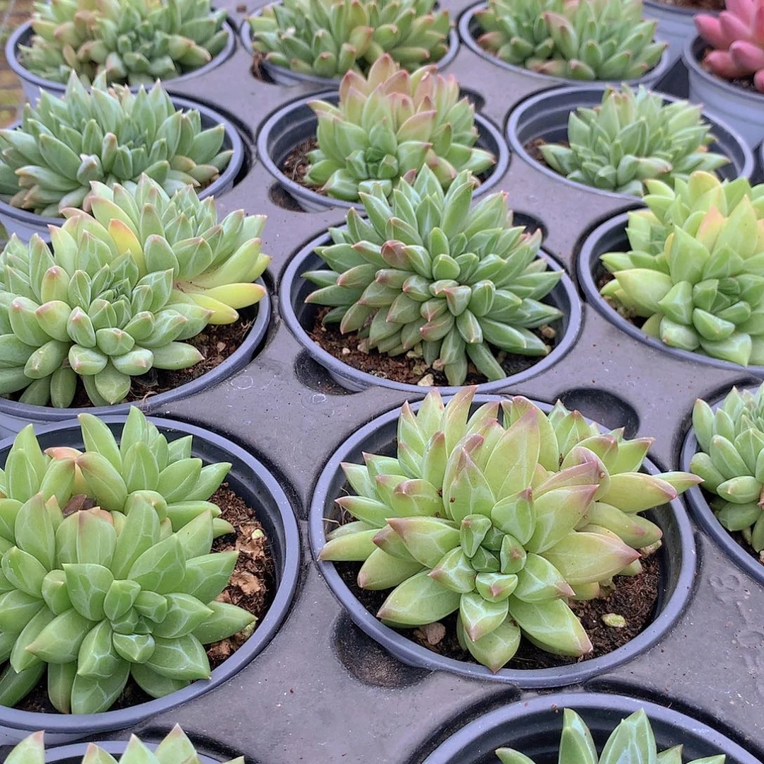 彩体幻影美人356789999900