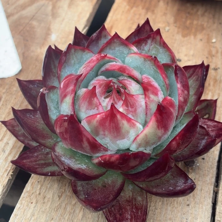 蓝***澜多肉植物惊鸿仙子
