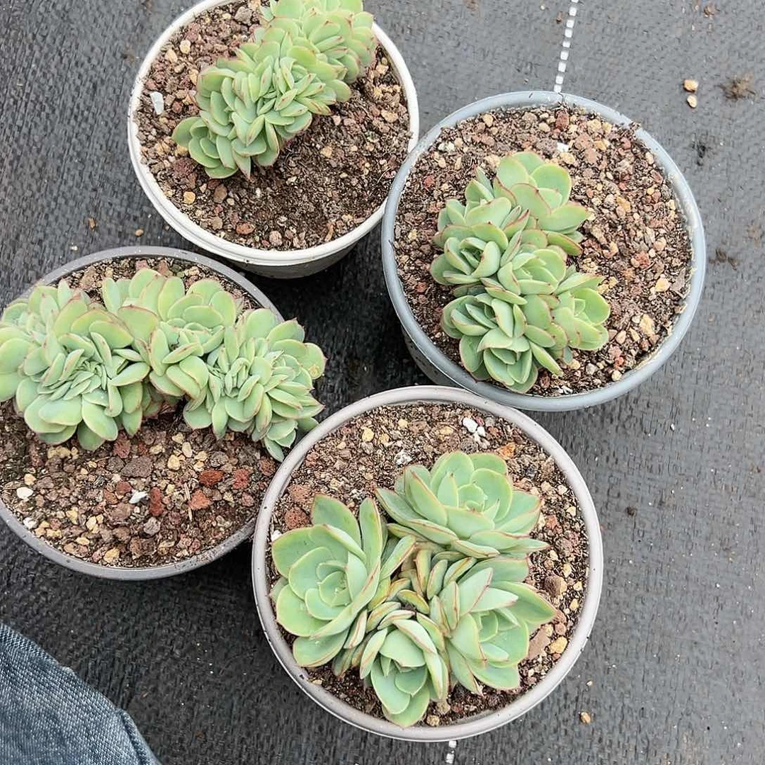 【闪购商品】无花朵组合组合