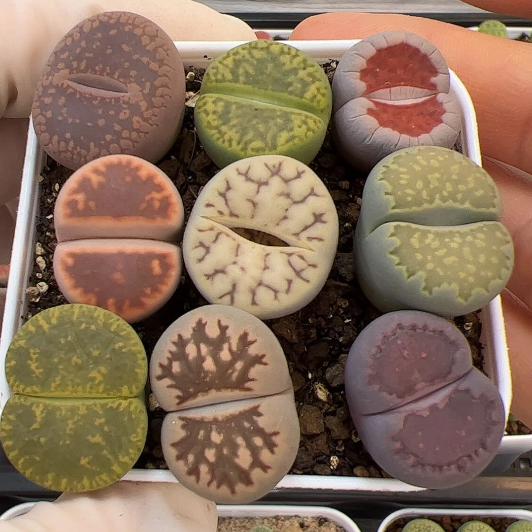 生石花多肉彩拼一盆