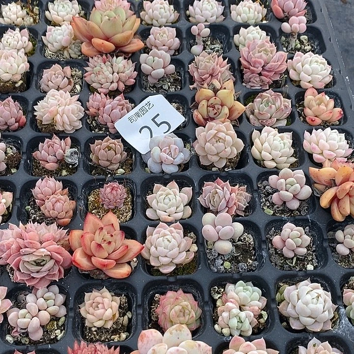 25 多肉植物盆栽花卉植物