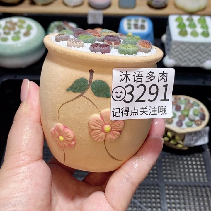 精美盆栽 一物一拍3291