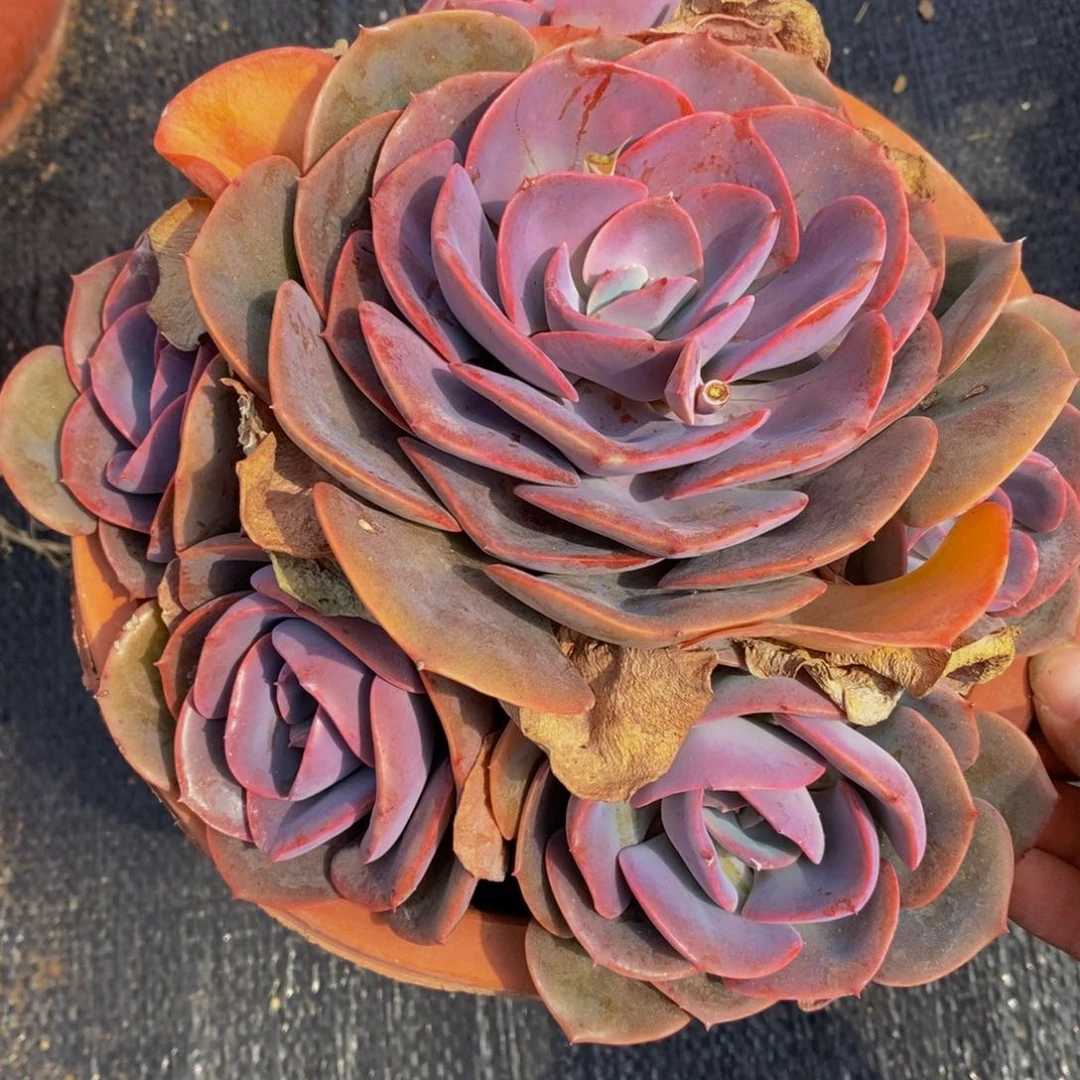 尘埃玫瑰多头大盆群