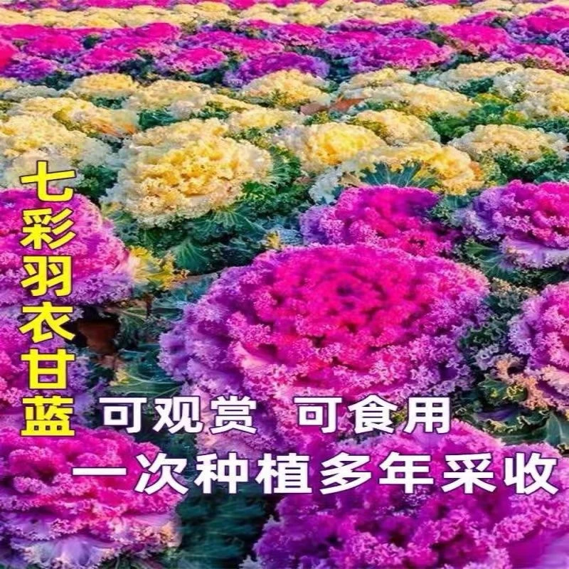 【混色羽衣甘蓝种子】四季种食用观赏紫色蔬菜秋季阳台庭院室内盆栽