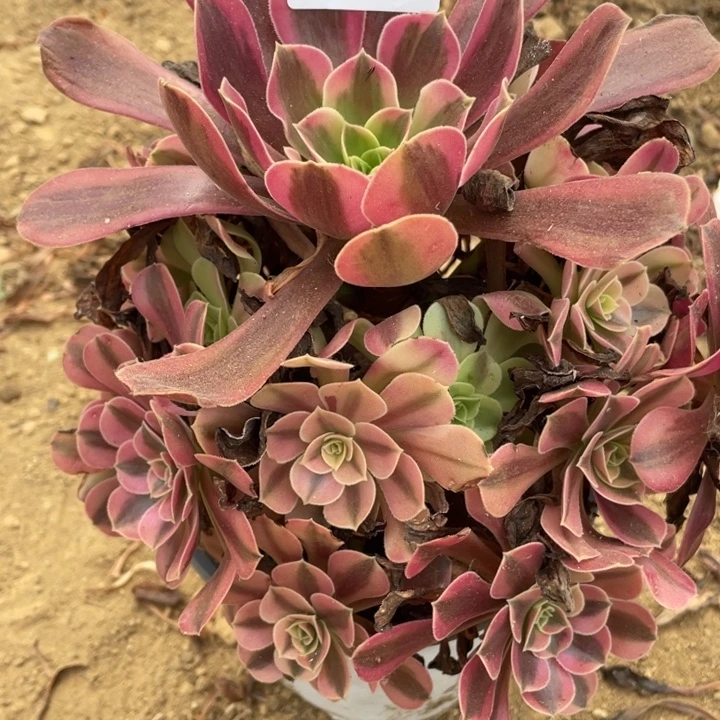 无花朵946多肉植物美杜莎