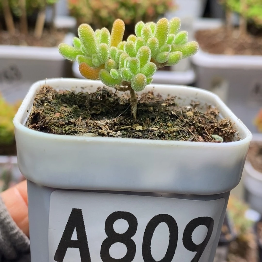 韭***?冰晶杂枝干番杏A809福袋