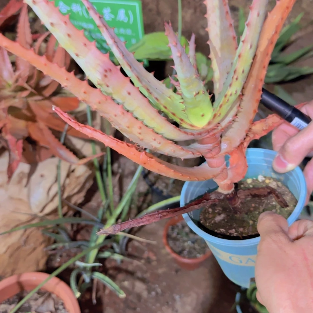 爱****块根植物块根植物