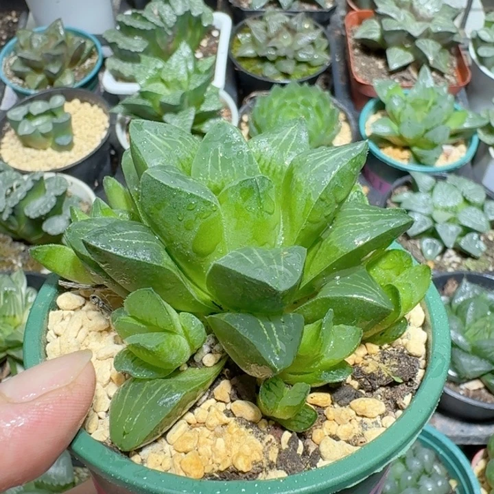 十二卷玉露姬寿群