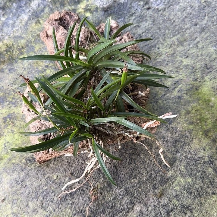 星*一物一拍一物一发