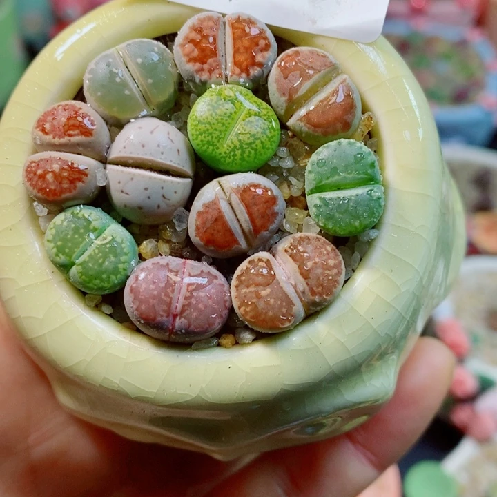 生石花花花花花花花花712