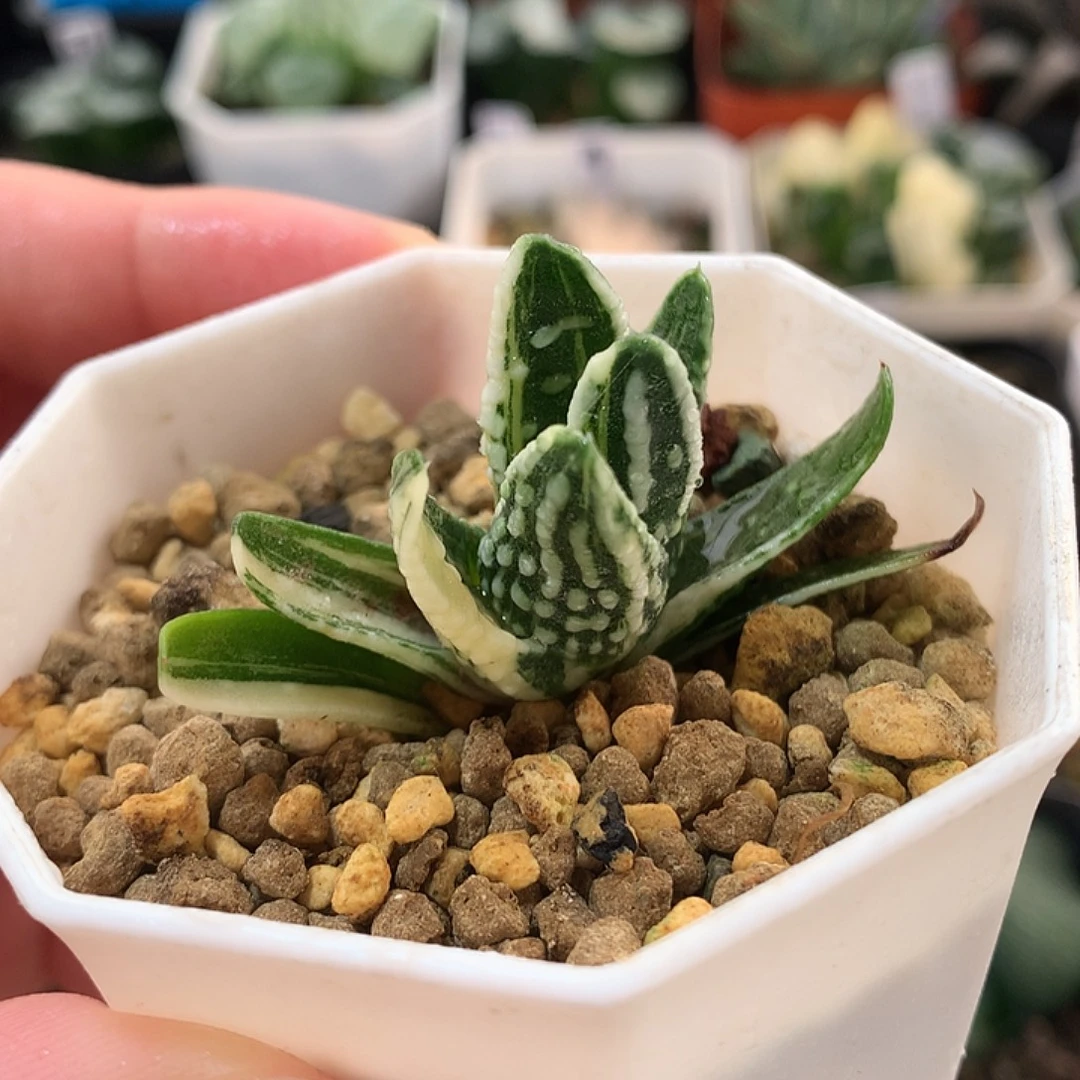 恐龙硬叶锦一物一拍