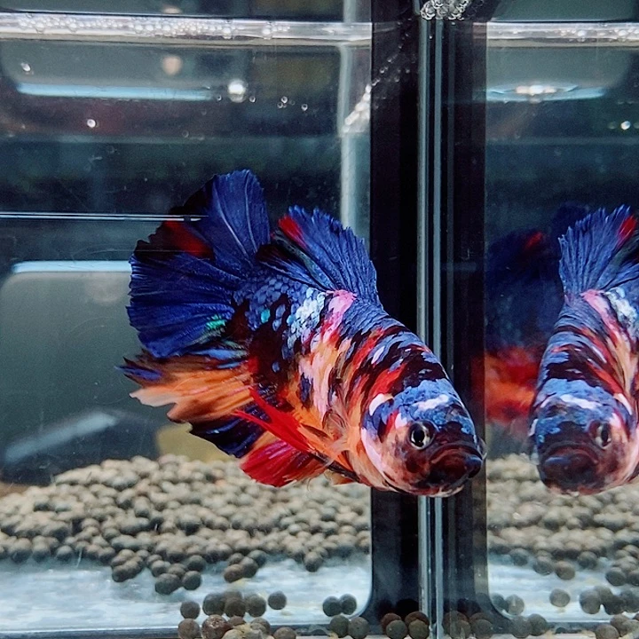 斗鱼黑64号巨斗将军