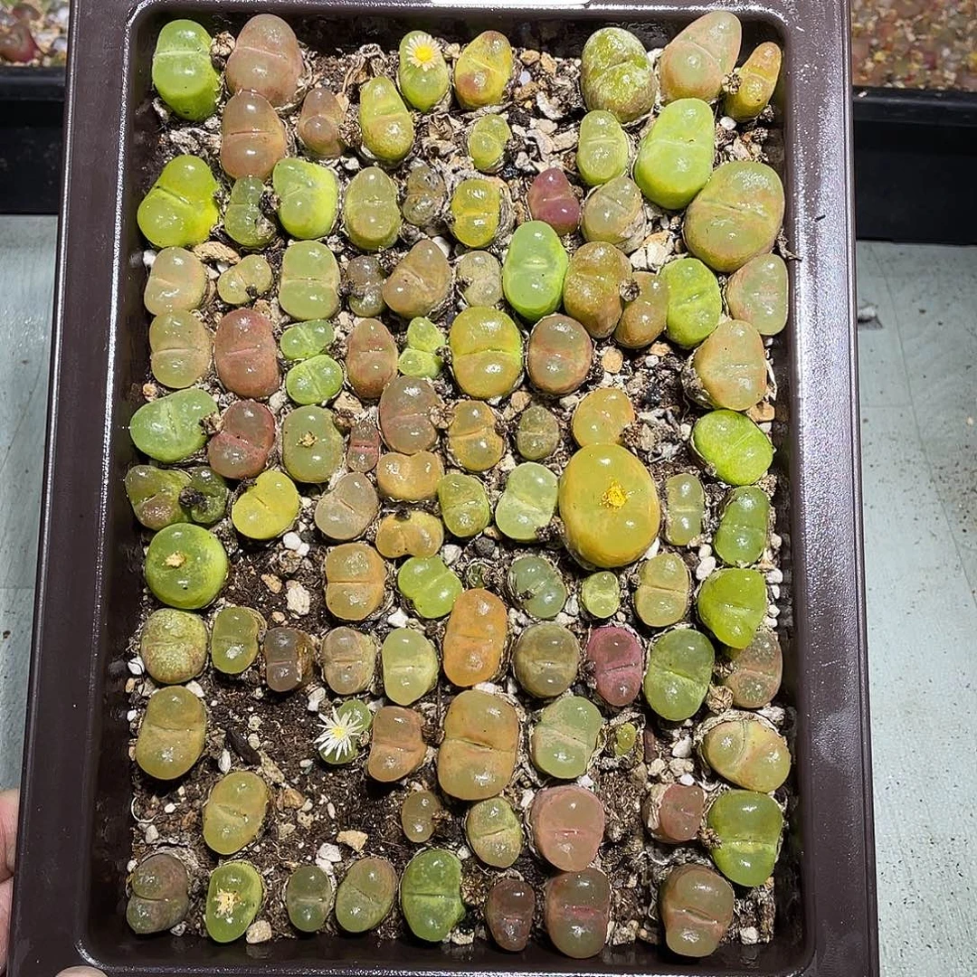 当天凑满十八元包邮107