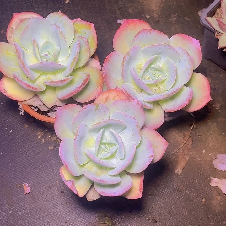 是一个不知名作家与著名