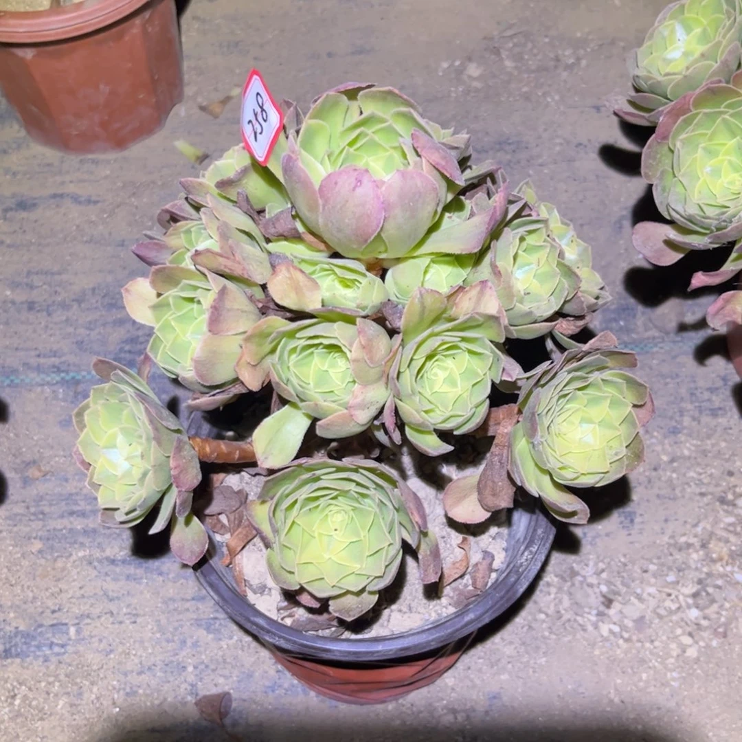 258多肉植物雨荷法师