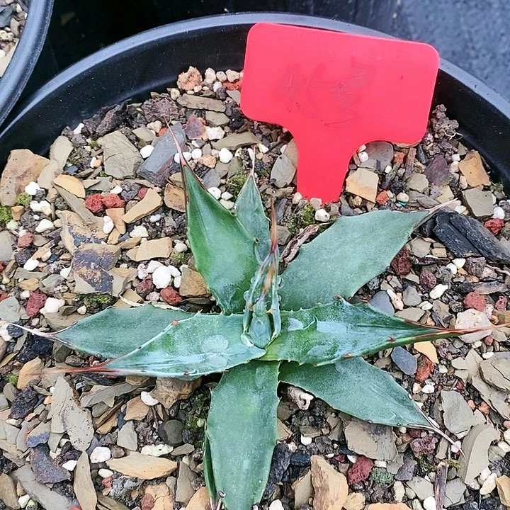 【闪购商品】无花朵龙舌兰蒙塔娜