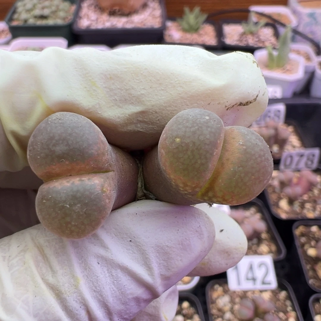 30号双头风铃福利。。