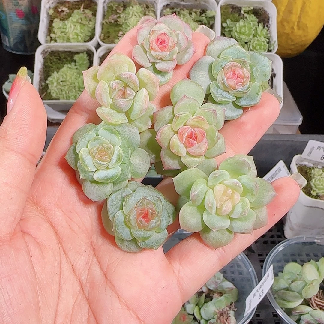0908---67糖心珍妮