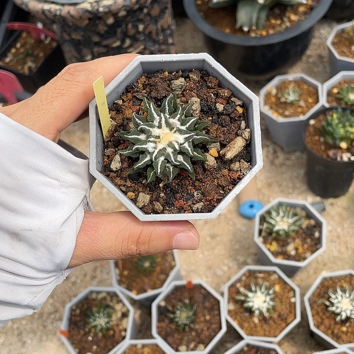是***啊实生黑牡丹3.6公分