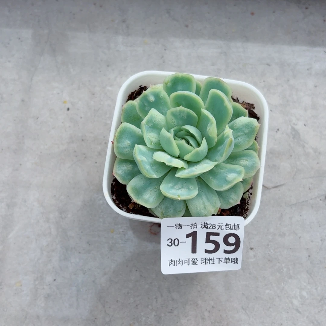 泡泡纱裙无盆土发货无盆土发货无