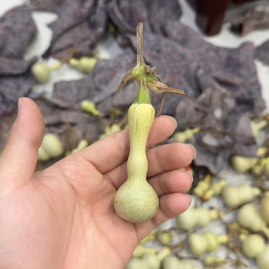 老***嘎葫芦dndndndndndnd