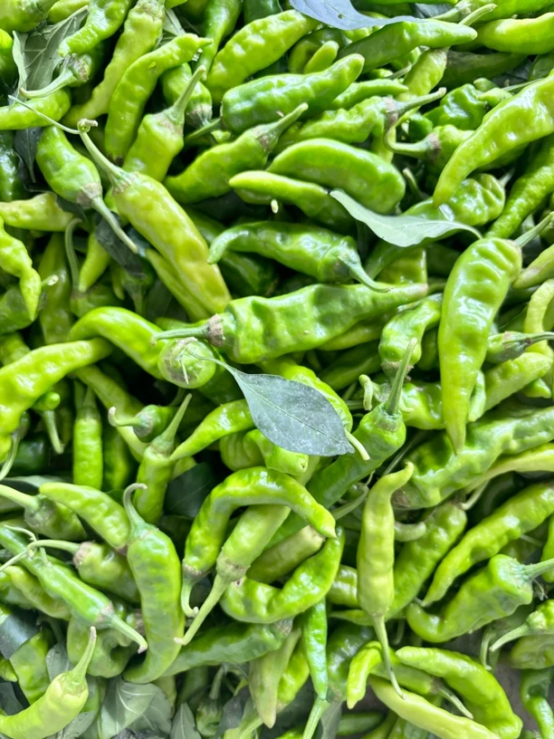 （阿伟专属）露天种植樟树辣椒（中辣