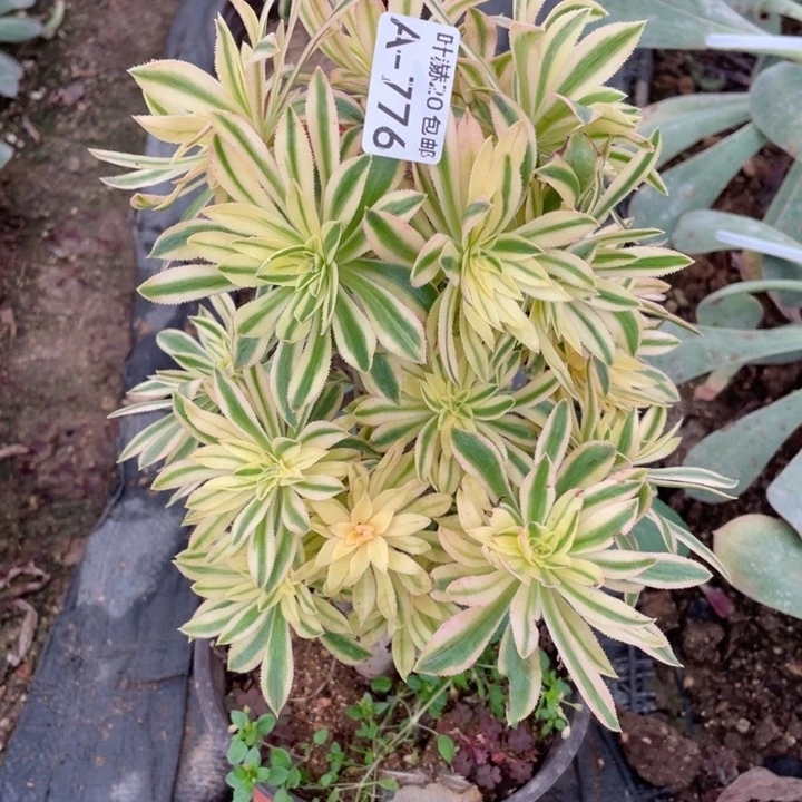 776夕颜多肉1，11344678多肉