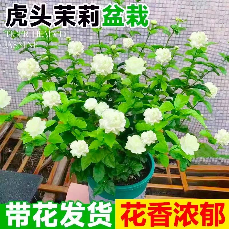 茉莉花苗虎头宝珠香水茉莉大盆栽带花苞阳台浓香花卉绿植香水重瓣