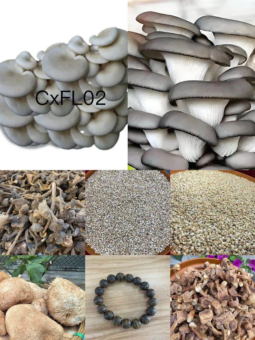 【孙哥专属土特产CX-FL02】多样性发货 重量18克