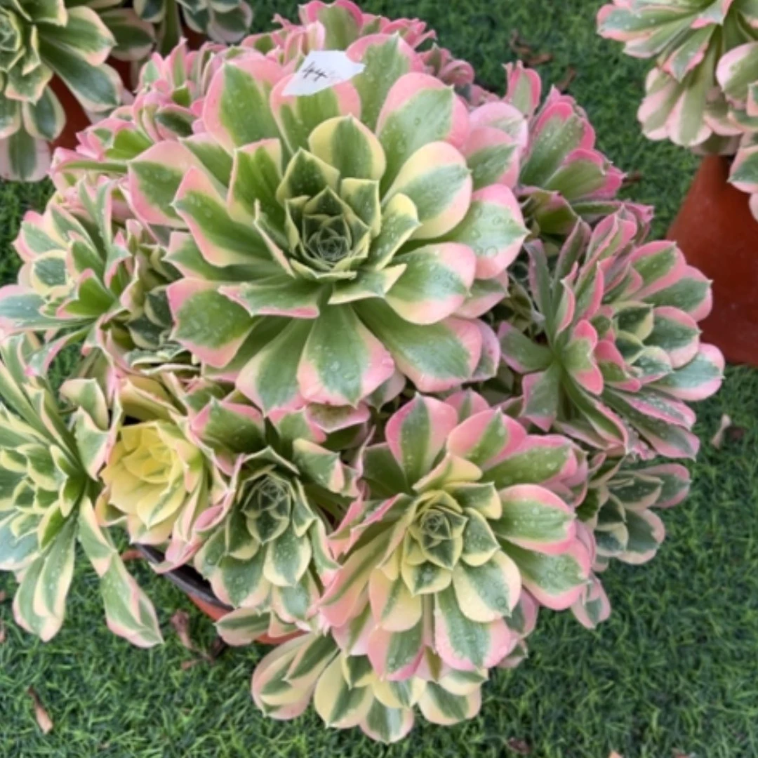 【闪购商品】44白凤多肉法师