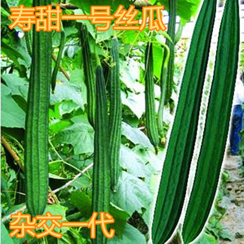 丝瓜种籽楞丝瓜种子肉丝瓜长丝瓜香丝瓜八角棱丝瓜大面积寿甜
