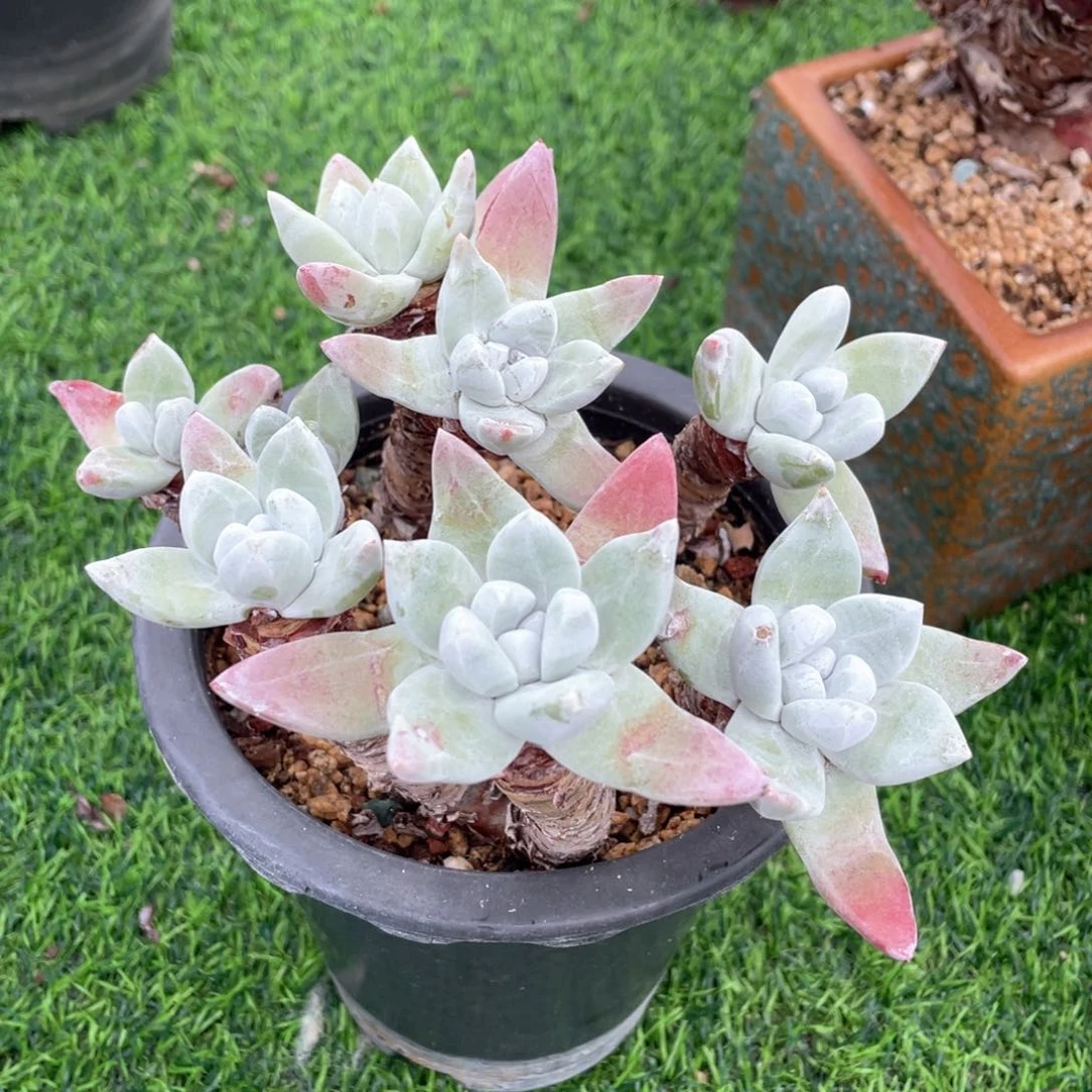 肥花朵苹果叶群生福利